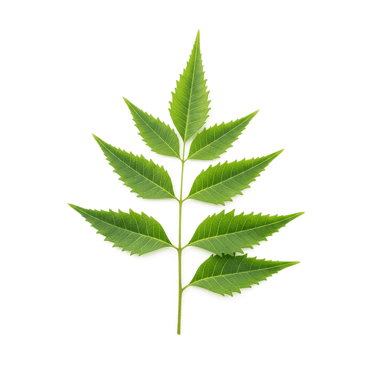 neem leaf