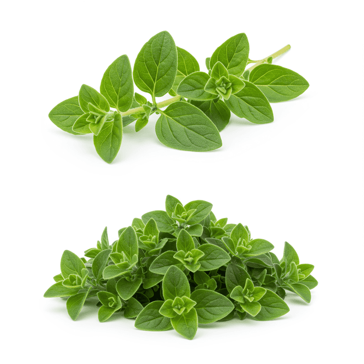 oregano