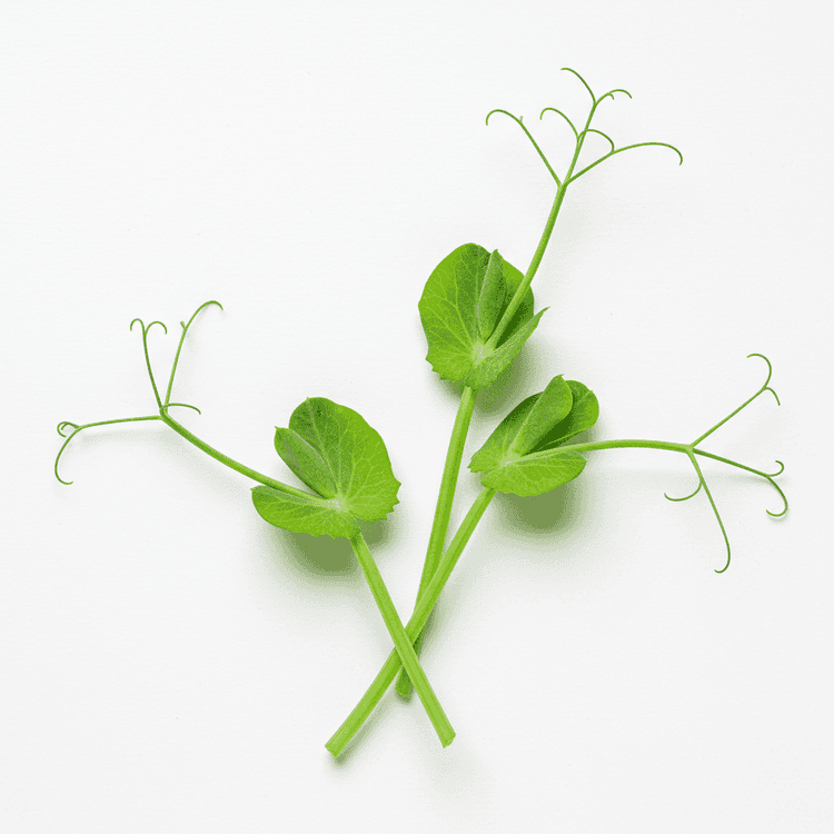 pea tendril