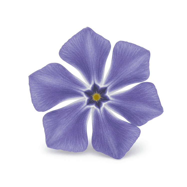 periwinkle