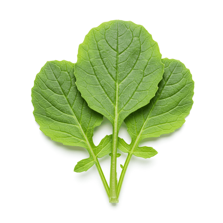 radish leaf