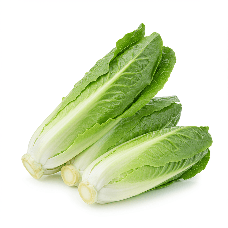 romaine