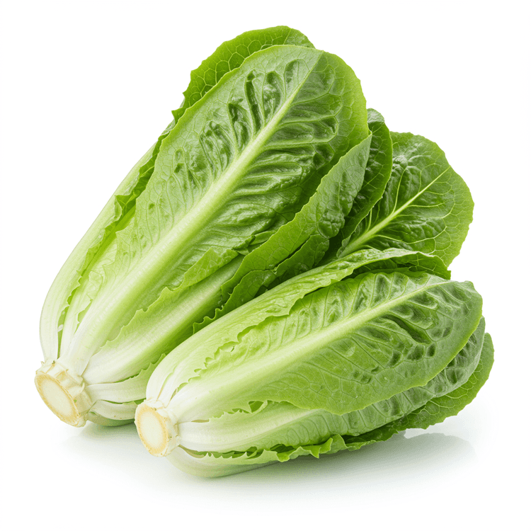 romaine lettuce