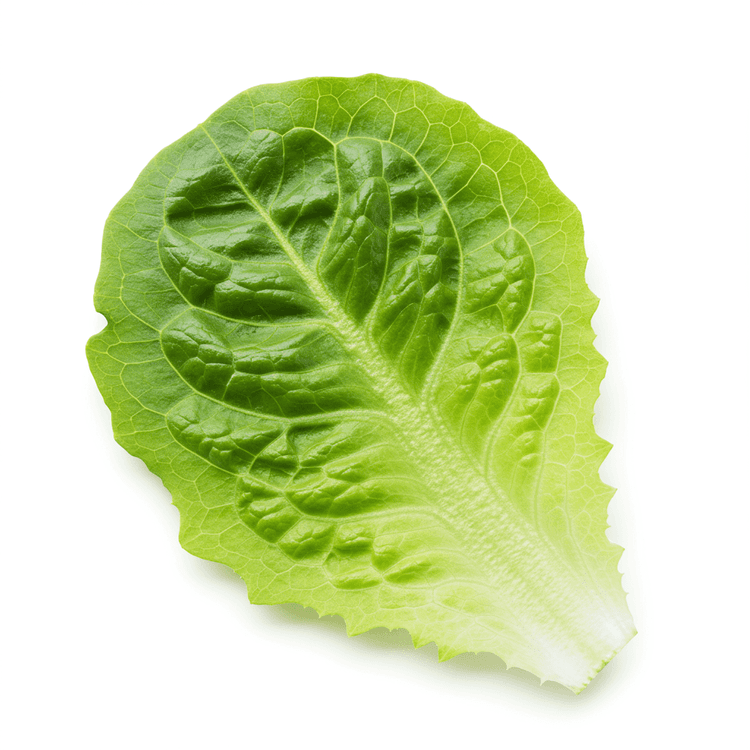 salad leaf