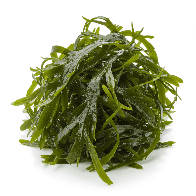 seaweed