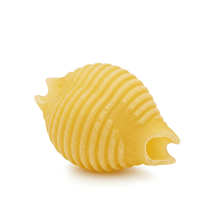shell pasta