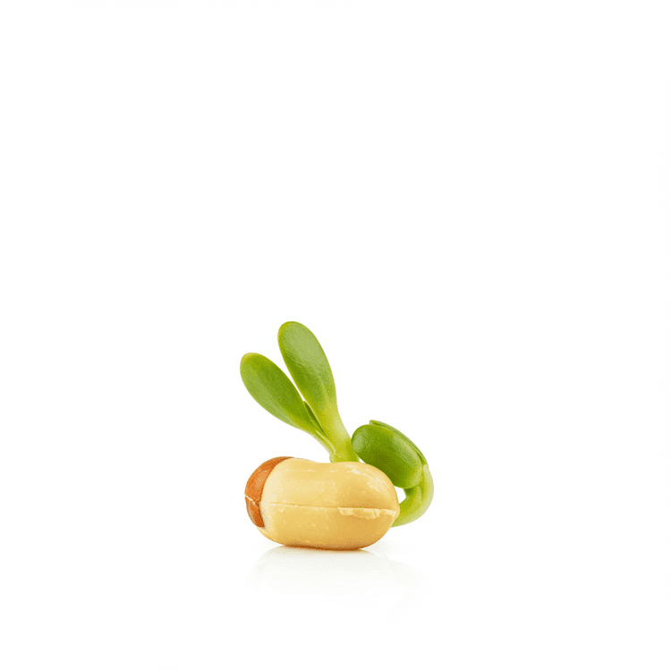 sprout