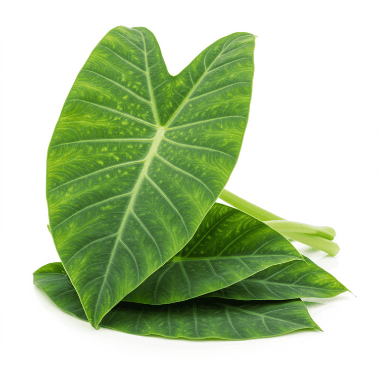 taro leaves