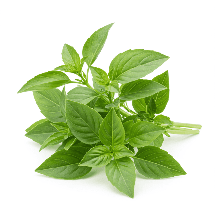 thai basil