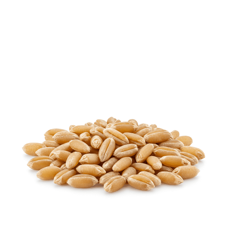 Wheat Berry