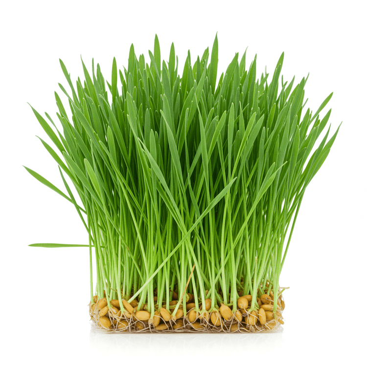 wheatgrass