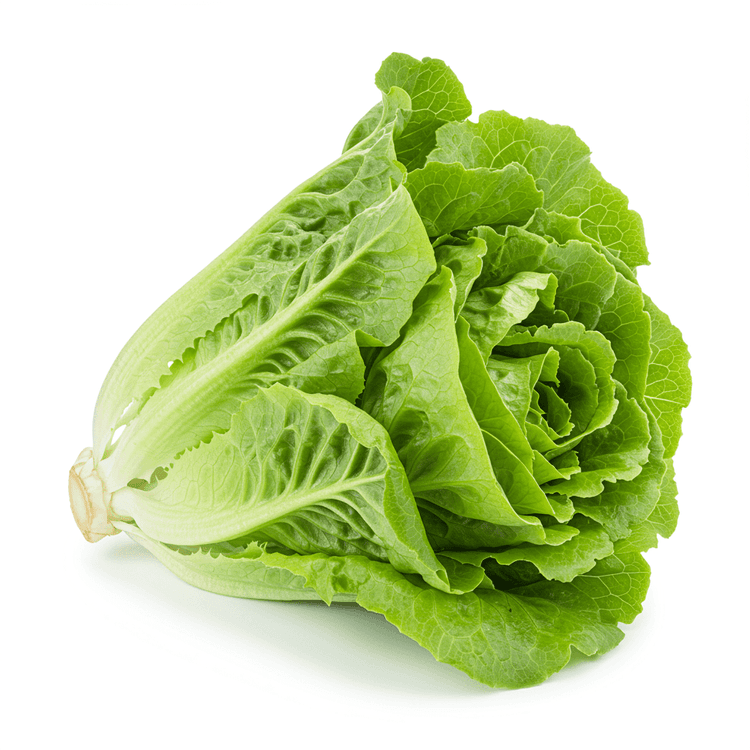 whole leaf lettuce