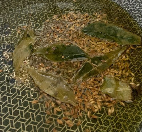 Cumin seeds and curry leaves being tempered with oil in a pan. 