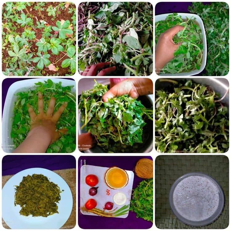 Garden Fresh Vegetable Stew #SAGETI recipe