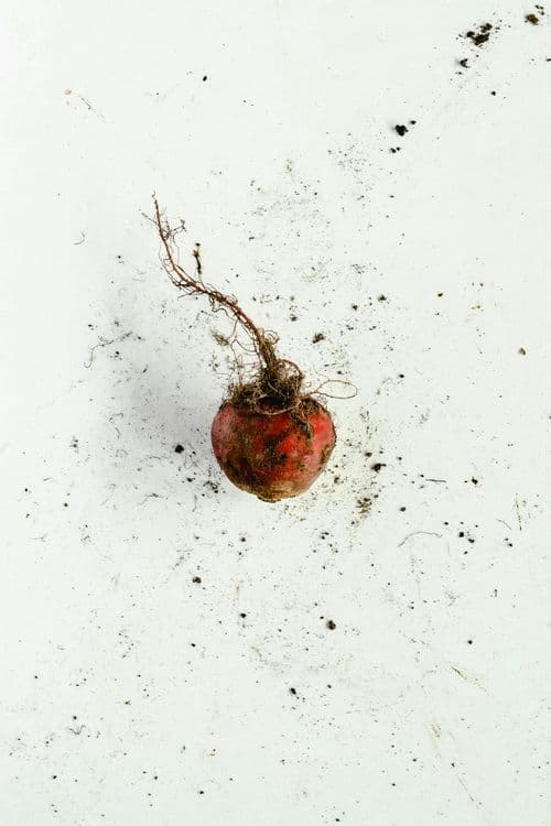 A single beetroot placed before a white background