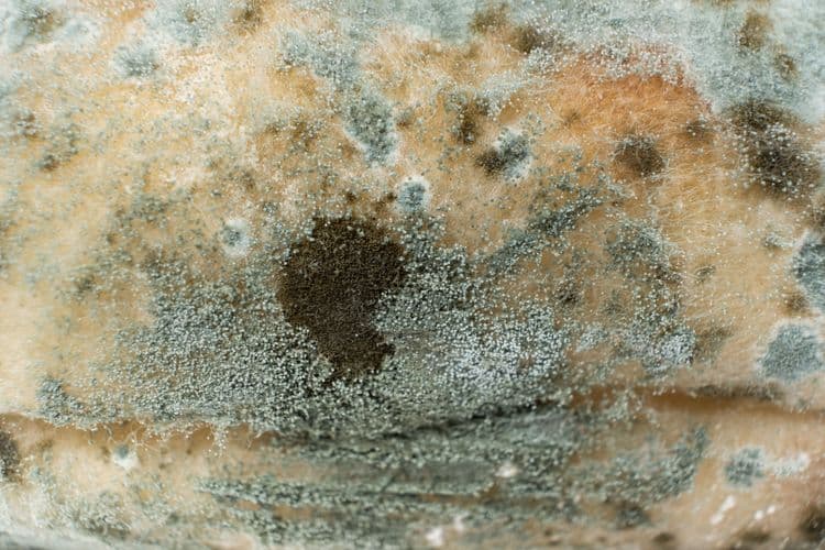 moldy bread